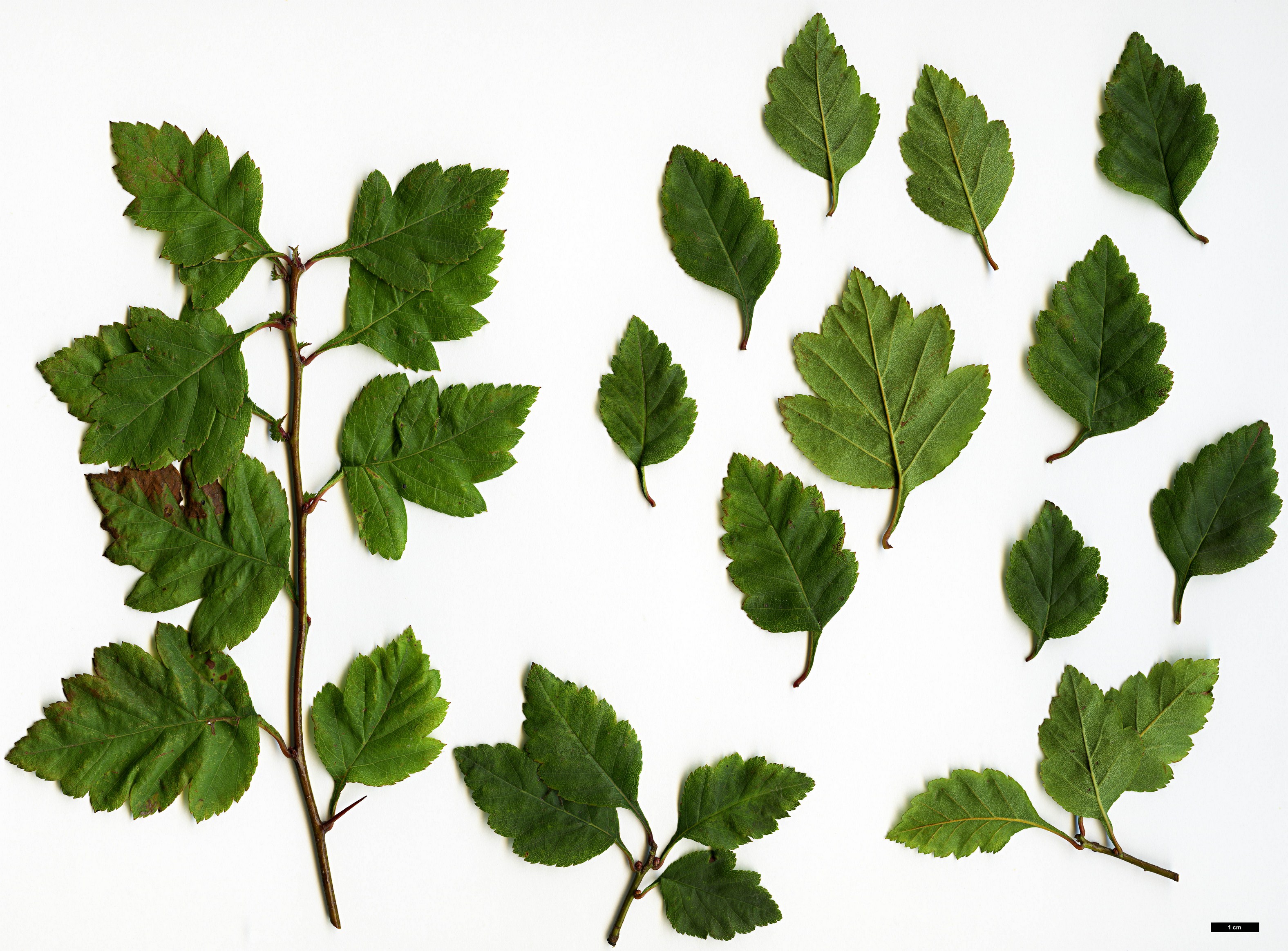 High resolution image: Family: Rosaceae - Genus: Crataegus - Taxon: mendosa